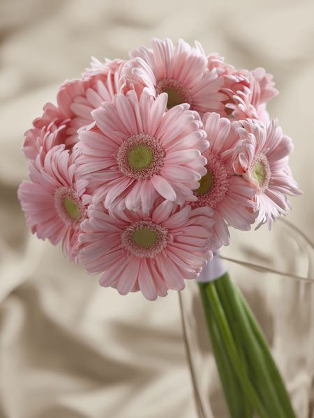 Pink size,  inches height and  inches wide.